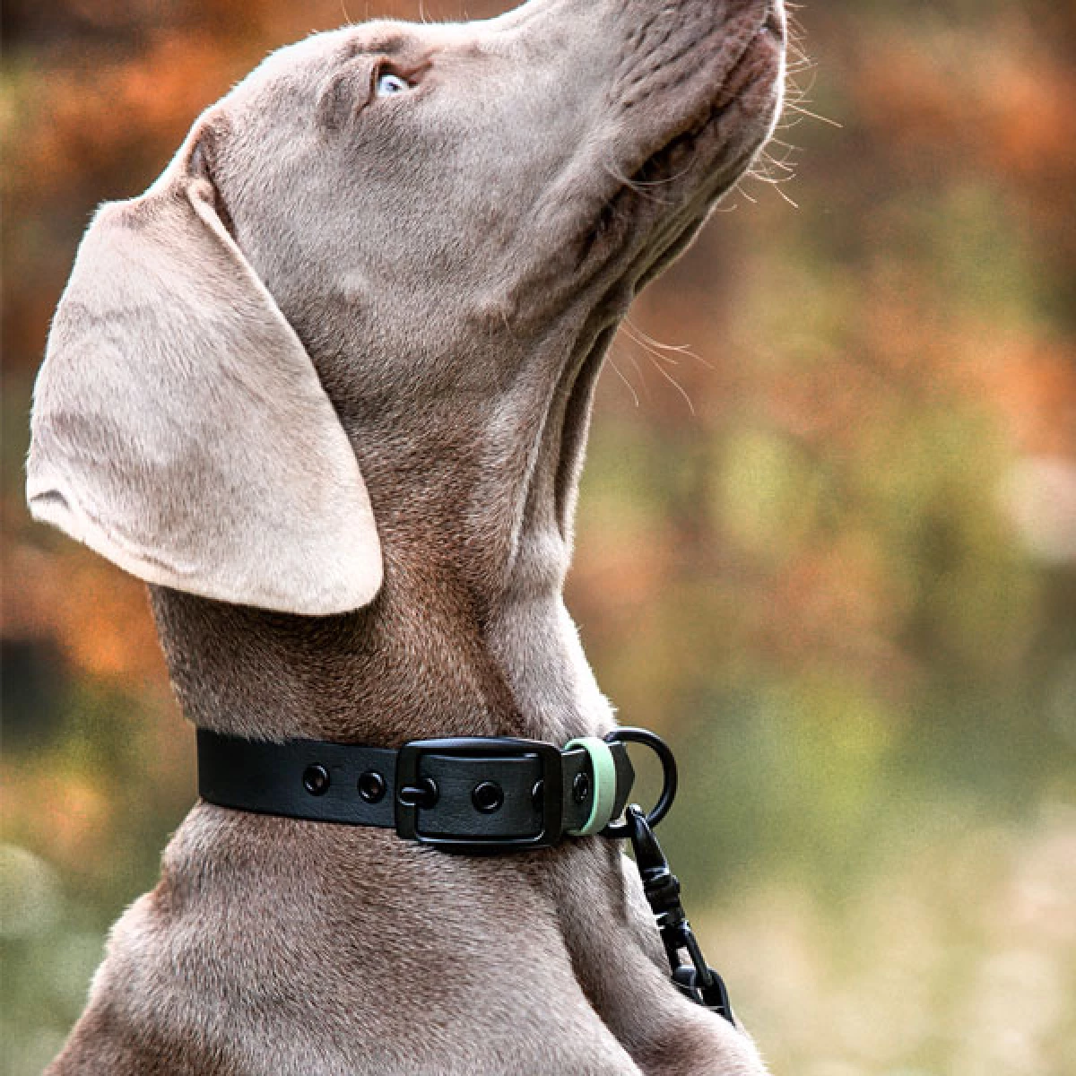 Hund mit Biothane Halsband Outdoor SPORT ist Wasserfest in Schwarz/Mint