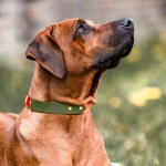 Hund mit Halsband Outdoor SPORT ist Wasserfest in Neon-orange/Grün