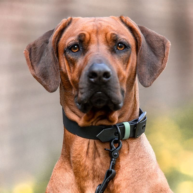 Hund mit Halsband und Leine Outdoor SPORT – Wasserfest – Schwarz/Mint Hund mit Halsband und Leine Outdoor SPORT ist Wasserfest in Schwarz/Mint
