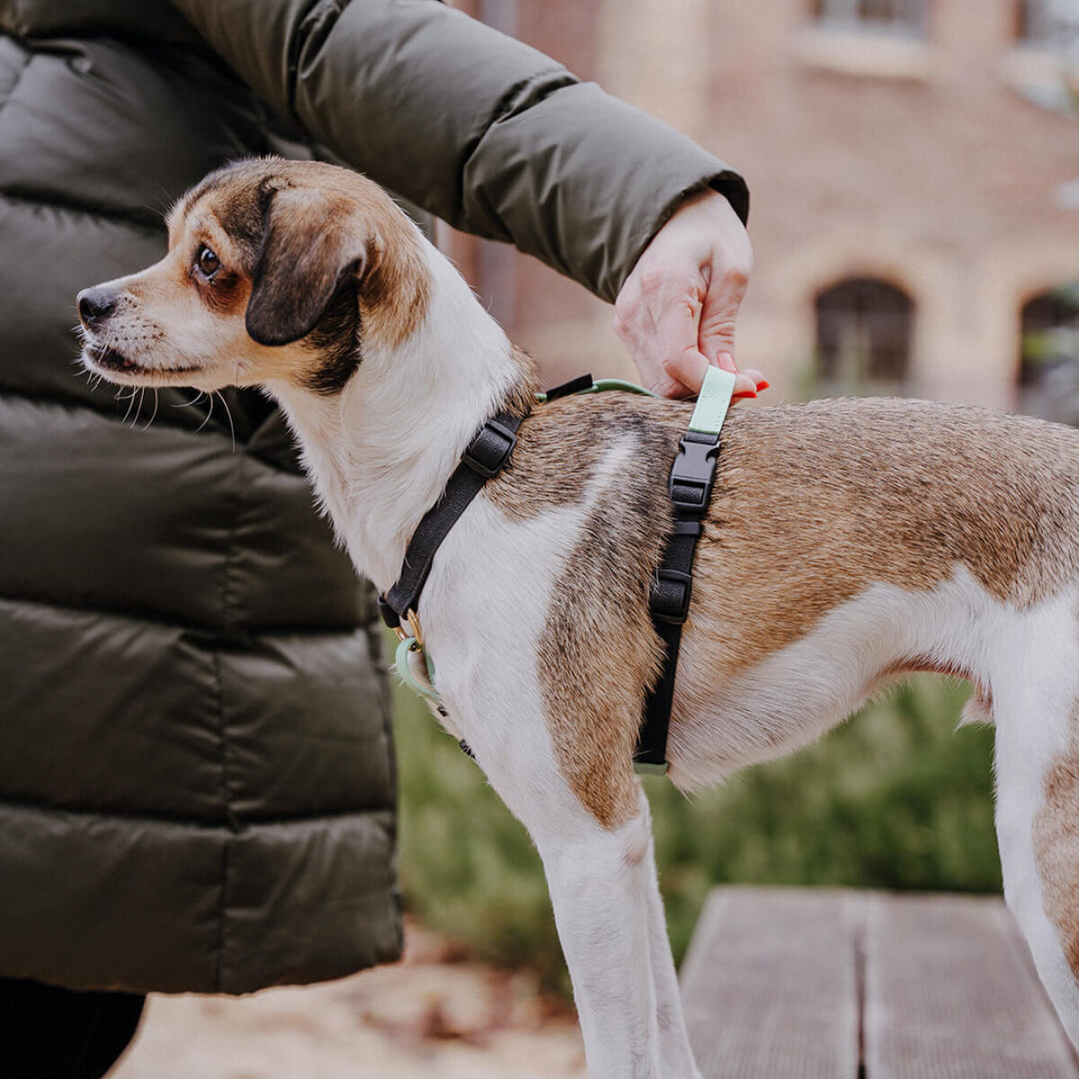 Kleiner Hund steht seitlich mit Führgeschirr Outdoor Schwarz-Mint