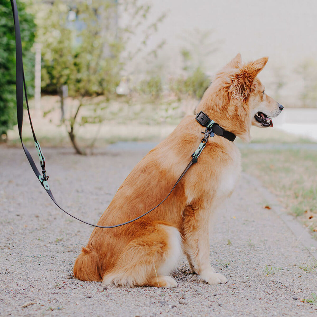 Hund mit Halsband und Leine Outdoor SPORT ist Wasserfest in Schwarz/Mint