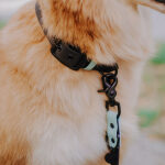 Hund mit Halsband und Leine Outdoor SPORT ist Wasserfest in Schwarz/Mint Detail