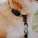 Hund mit Halsband und Leine Outdoor SPORT ist Wasserfest in Schwarz/Mint Detail