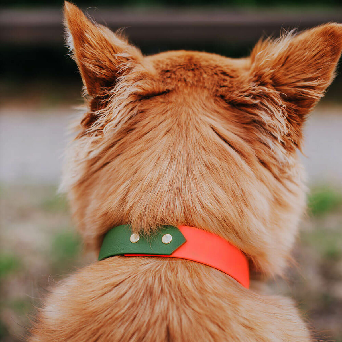 Hund mit Halsband Outdoor SPORT ist Wasserfest in Neon-orange/Grün
