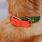 Hund mit Halsband Outdoor SPORT ist Wasserfest in Neon-orange/Grün Detail