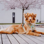 Premium Hundegeschirr Gepolstert - Mint/Orange