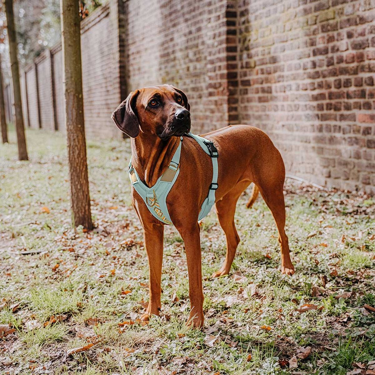 Premium Hundegeschirr Gepolstert - Mint/Orange – Bild 3