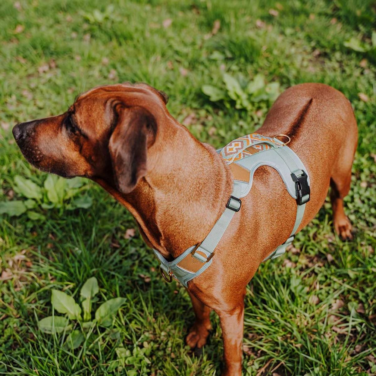Premium Hundegeschirr Gepolstert - Mint/Orange – Bild 8