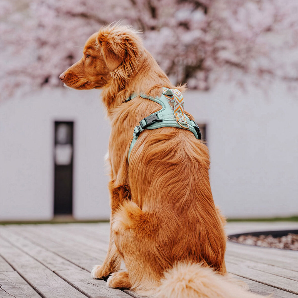 Premium Hundegeschirr Gepolstert - Mint/Orange – Bild 6