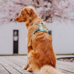 Premium Hundegeschirr Gepolstert - Mint/Orange – Bild 6