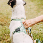 Kleiner Hund sitzt mit Premium Hundegeschirr in Mint-Orange mit Haltegriff