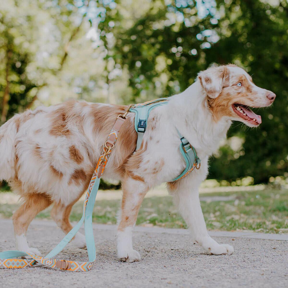 Hund mit Premium Hundegeschirr Gepolstert mit Leine Tres Chic in Mint/Orange