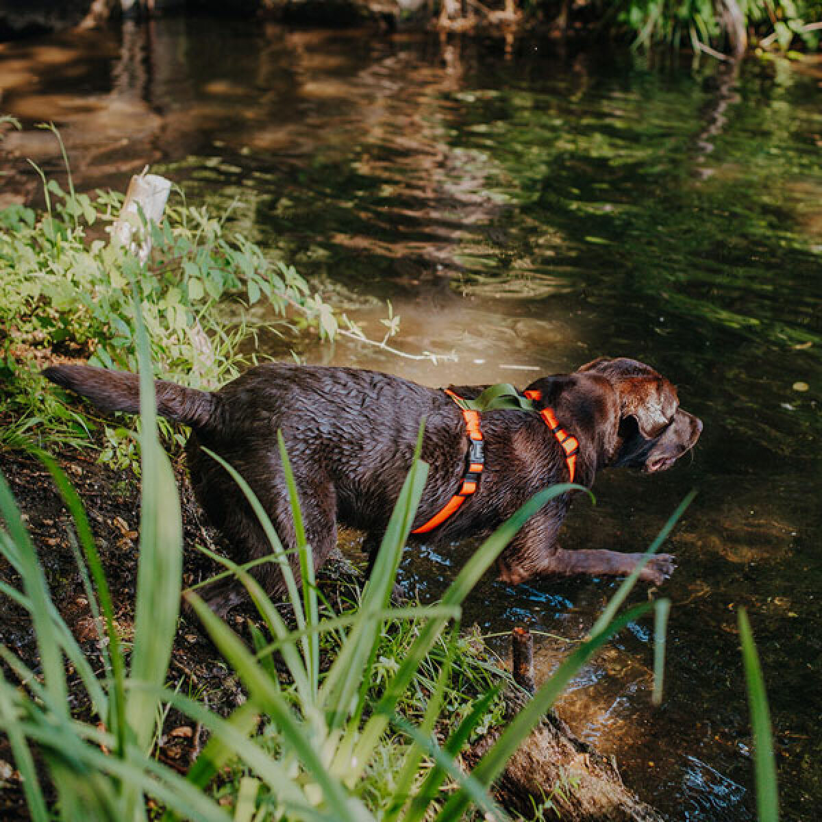 Hund im Wasser mit Führgeschirr Outdoor FLEX ist 5-fach verstellbar in Neonorange/Grün