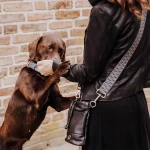 Hund mit Leckerlitasche und Wechselgurt in Blau/Grau