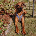 Premium Padded Dog Harness - Blue/Grey