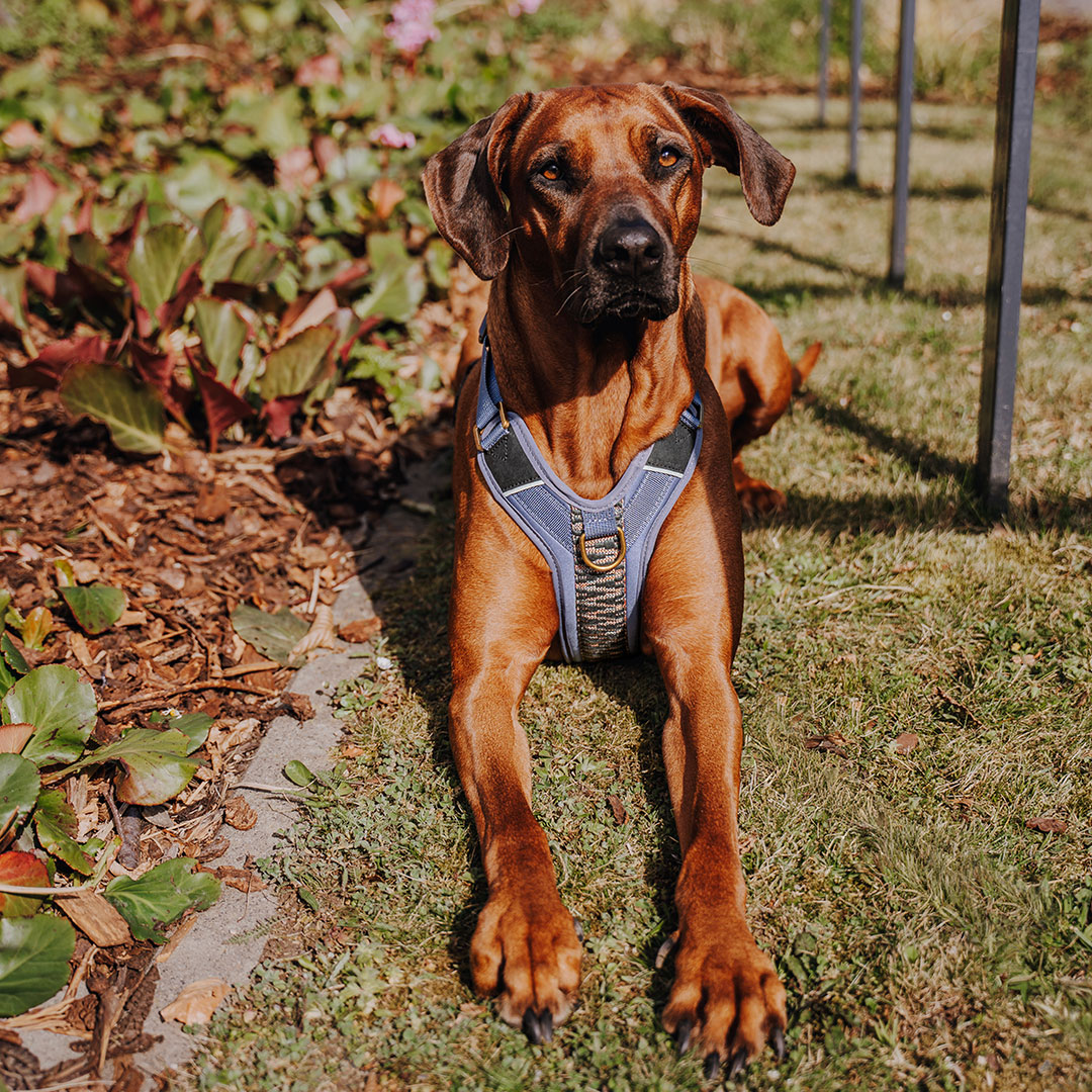 hey-lana-premium-dog-harness-blue-grey-l Premium Padded Dog Harness - Blue/Grey - Image 1