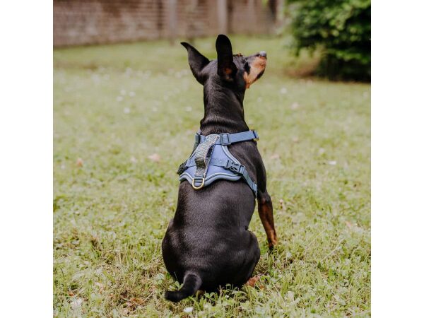 Kleiner Hund von hinten sitzend mit Premium Geschirr in Blau Grau