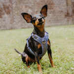 Premium Padded Dog Harness - Blue/Grey - Image 7