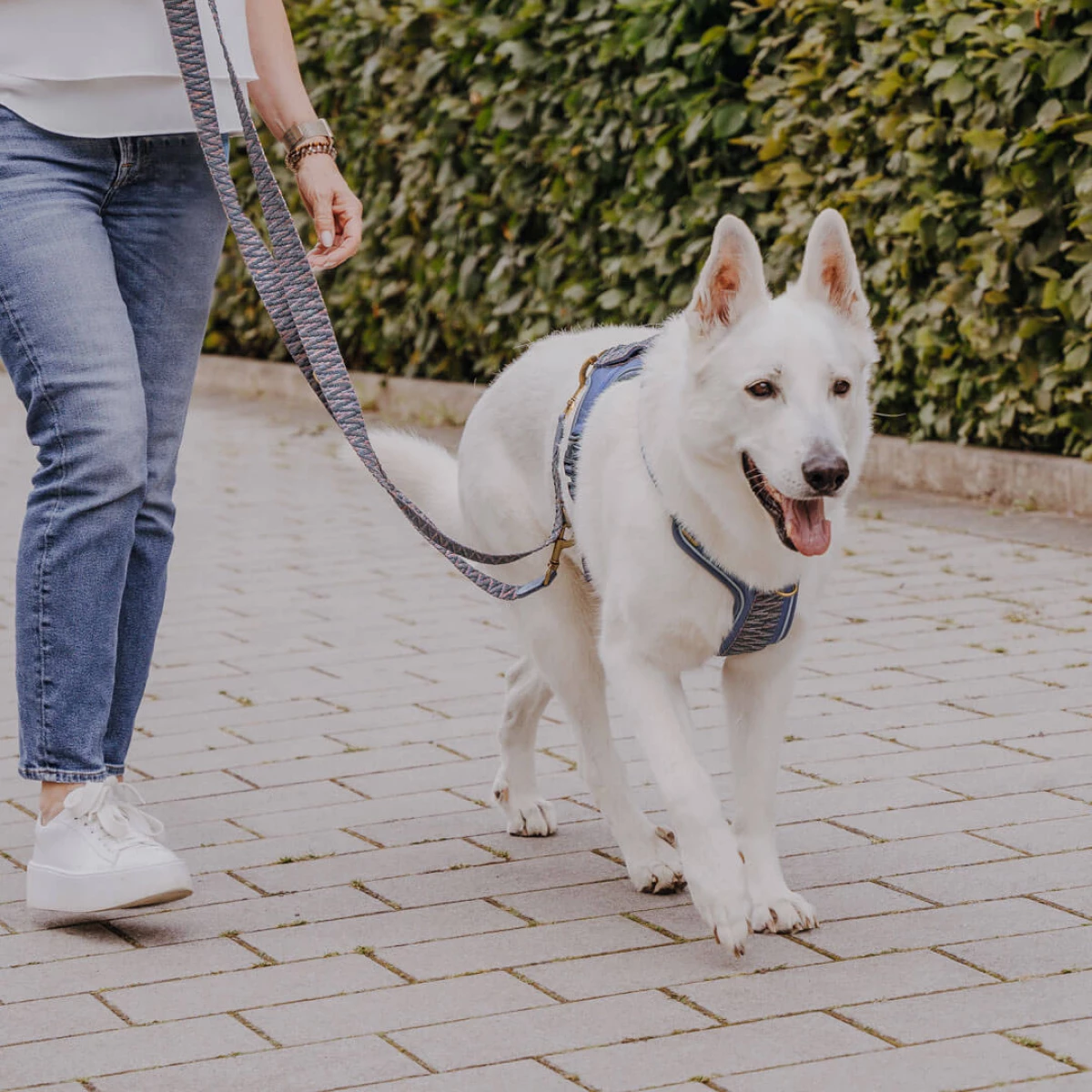 White shepherd dog walks with human in dog harness blue-grey