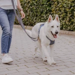 White shepherd dog walks with human in dog harness blue-grey