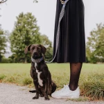 Dog with dog collar leather and dog leash Tres Chic in blue/grey from the front