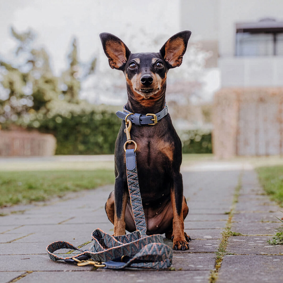 Premium Hundehalsband Gepolstert - Blau/Grau – Bild 3