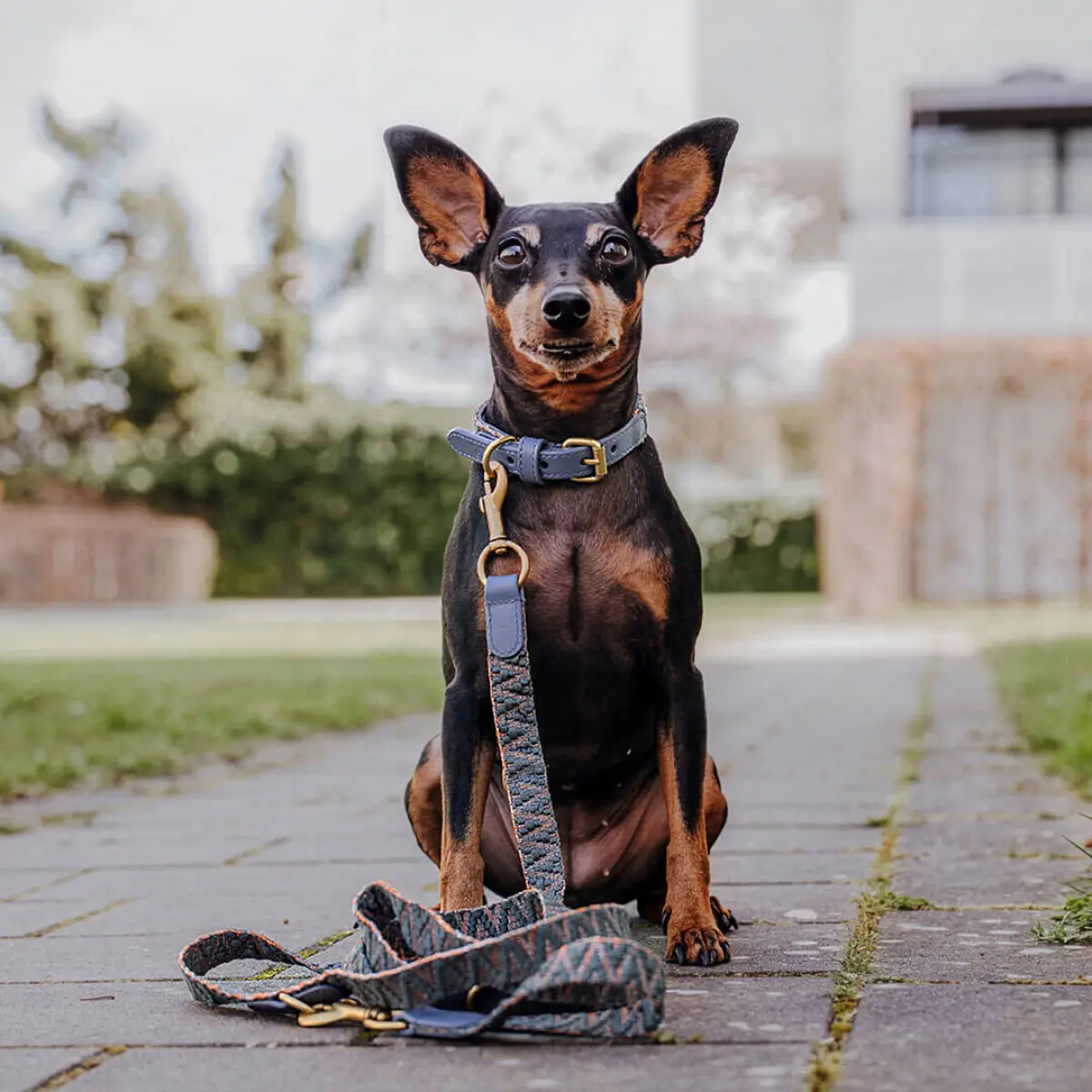 Premium Hundehalsband Gepolstert - Blau/Grau – Bild 3