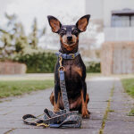 Premium Führleine - 3-fach verstellbar - 2m - Blau/Grau