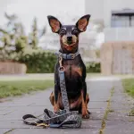 Premium Hundehalsband Gepolstert - Blau/Grau – Bild 3