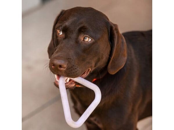 Hund spielt mit Hundespielzeug - Purpleline Triangel ist fast unkaputtbar