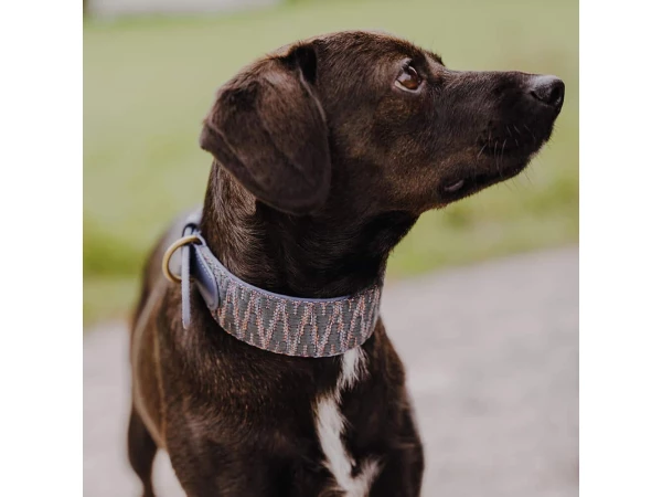 Dog with Tres Chic collection premium dog collar padded in blue/grey