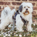 Hund mit Premium Hundegeschirr und Leine Gepolstert in Schwarz/Weiß