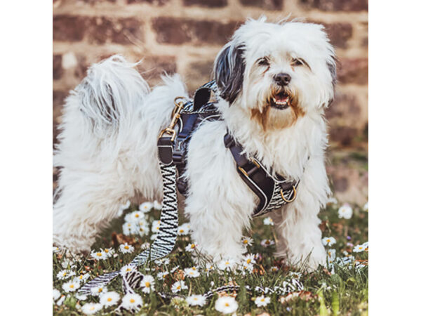 Hund mit Premium Hundegeschirr und Leine Gepolstert in Schwarz/Weiß