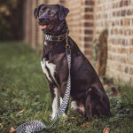 Hund mit Tres Chic Kollektion Halsband und Leine 1,20m in Schwarz/Weiß