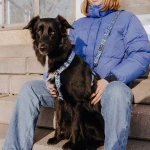 Hund mit Besitzer mit Führgeschirr und Leine Kunterbunt ist 5-fach verstellbar ín Mocca/Blau