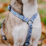Hunde Führgeschirr Kunterbunt ist 5-fach verstellbar in Mocca/Blau Detail vorne