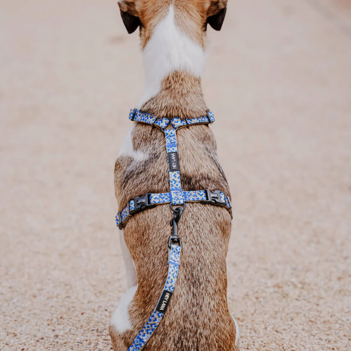 Kleiner Hund mit Führgeschirr und Leine Kunterbunt ist 5-fach verstellbar in Mocca/Blau