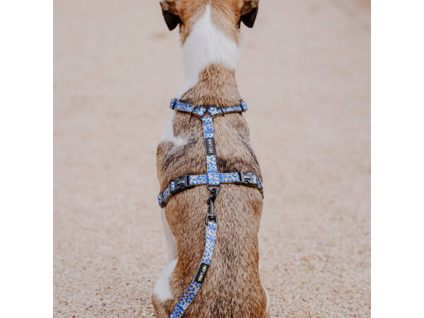 Kleiner Hund mit Führgeschirr und Leine Kunterbunt ist 5-fach verstellbar in Mocca/Blau