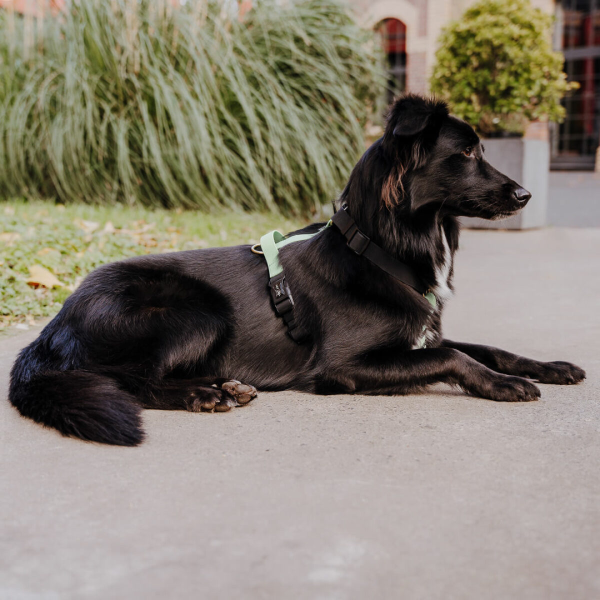 Hund liegt mit Führgeschirr Outdoor FLEX ist 5-fach verstellbar mit Haltegriff in Schwarz/Mint