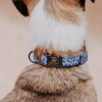Halsband für keine Hunde Kunterbunt in Moccha/Blau