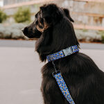 Hundehalsband und Leine Kunterbunt in Moccha/Blau