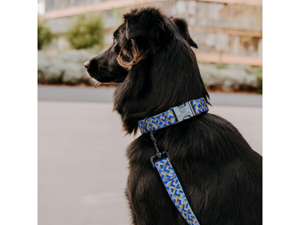 Hundehalsband und Leine Kunterbunt in Moccha/Blau