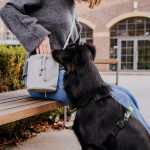 Hunde mit Premium Leckerlibeutel – All in One in Grau