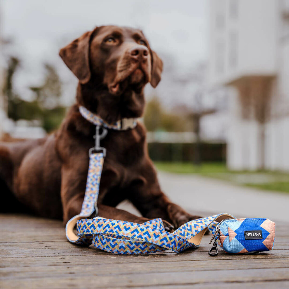 Hund liegt mit Kunterbunt Leine und Kotbeutelspender in mocca und blau