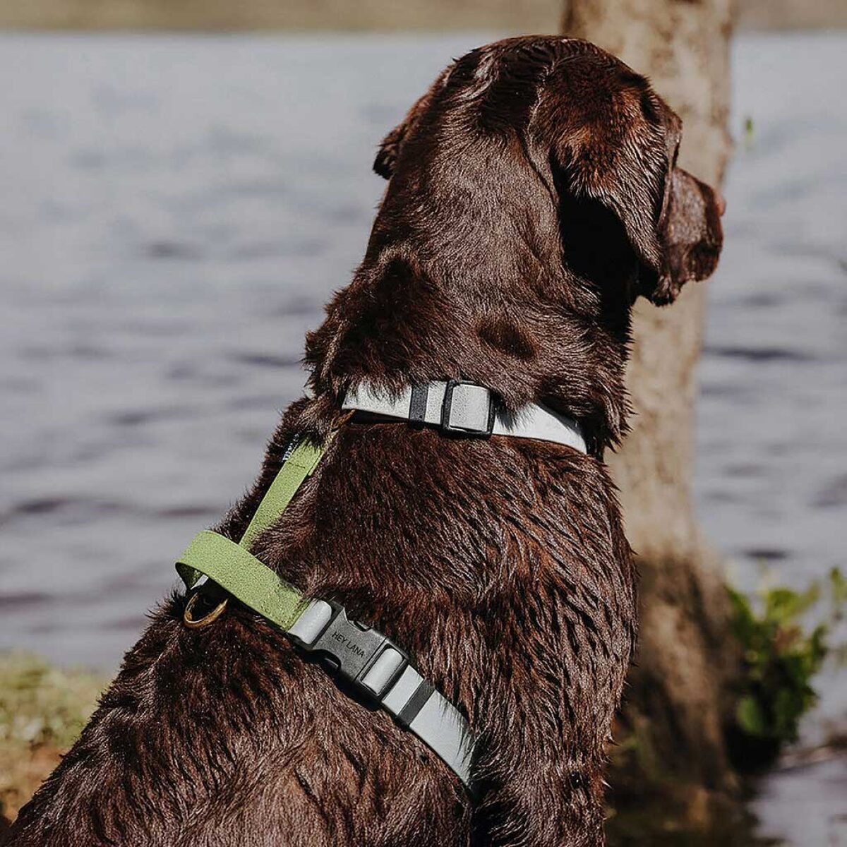 Führgeschirr - Outdoor FLEX - 5-fach verstellbar mit Haltegriff - Grau/Grün – Bild 5
