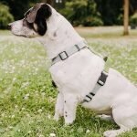 Führgeschirr - Outdoor FLEX - 5-fach verstellbar mit Haltegriff - Grau/Grün – Bild 7