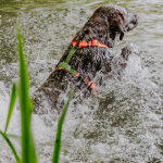 Hund schwimmt im Wasser mit Outdoor Geschirr Orange Grün