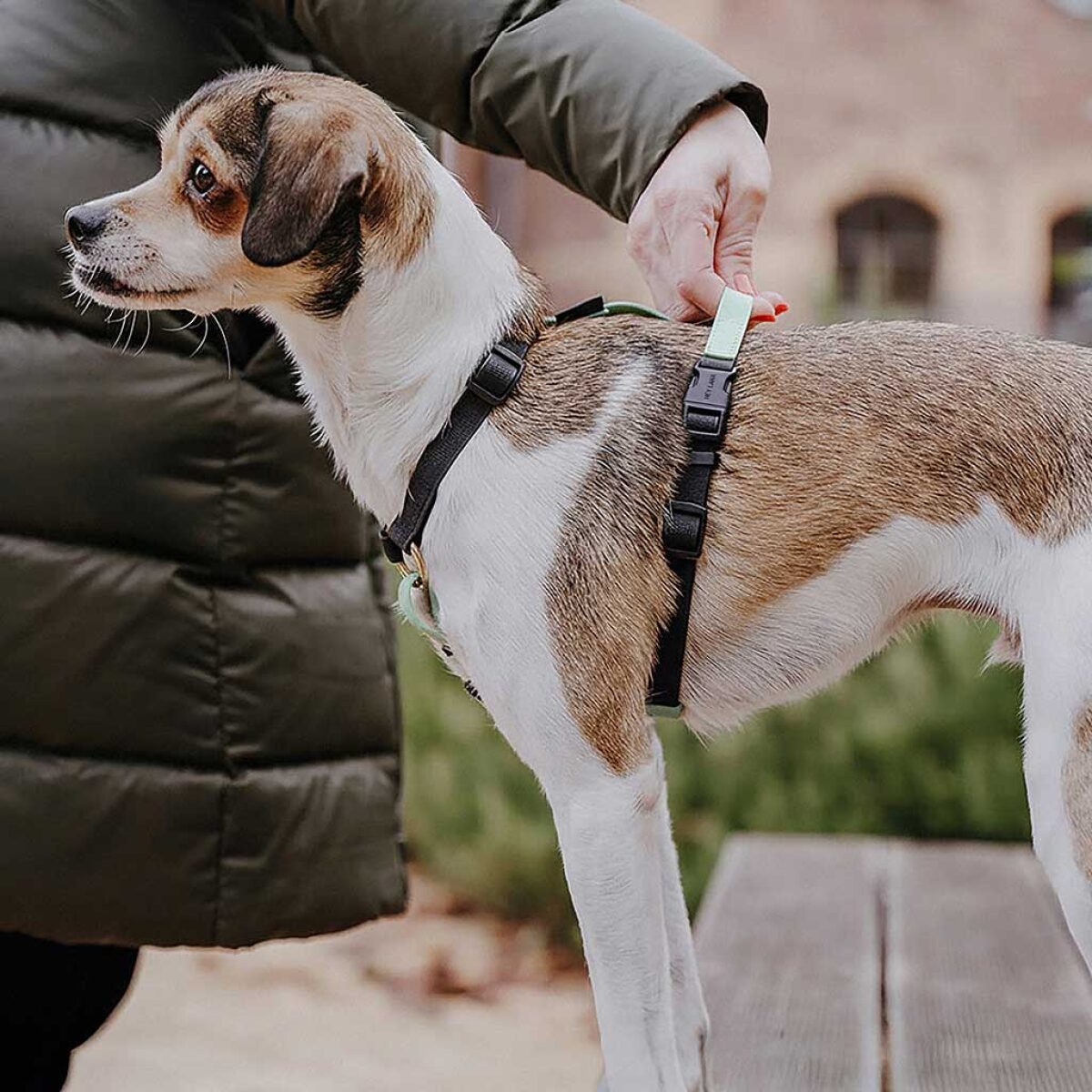 Lead harness - Outdoor FLEX - 5-way adjustable with handle - Black/Mint - Image 3