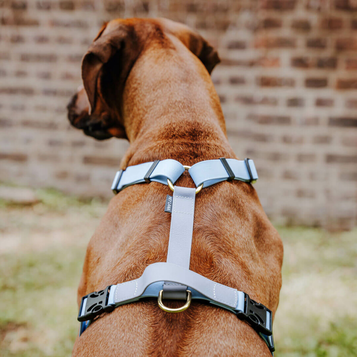 Hund von hinten Führgeschirr Outdoor Taupe-Blau mit Haltegriff