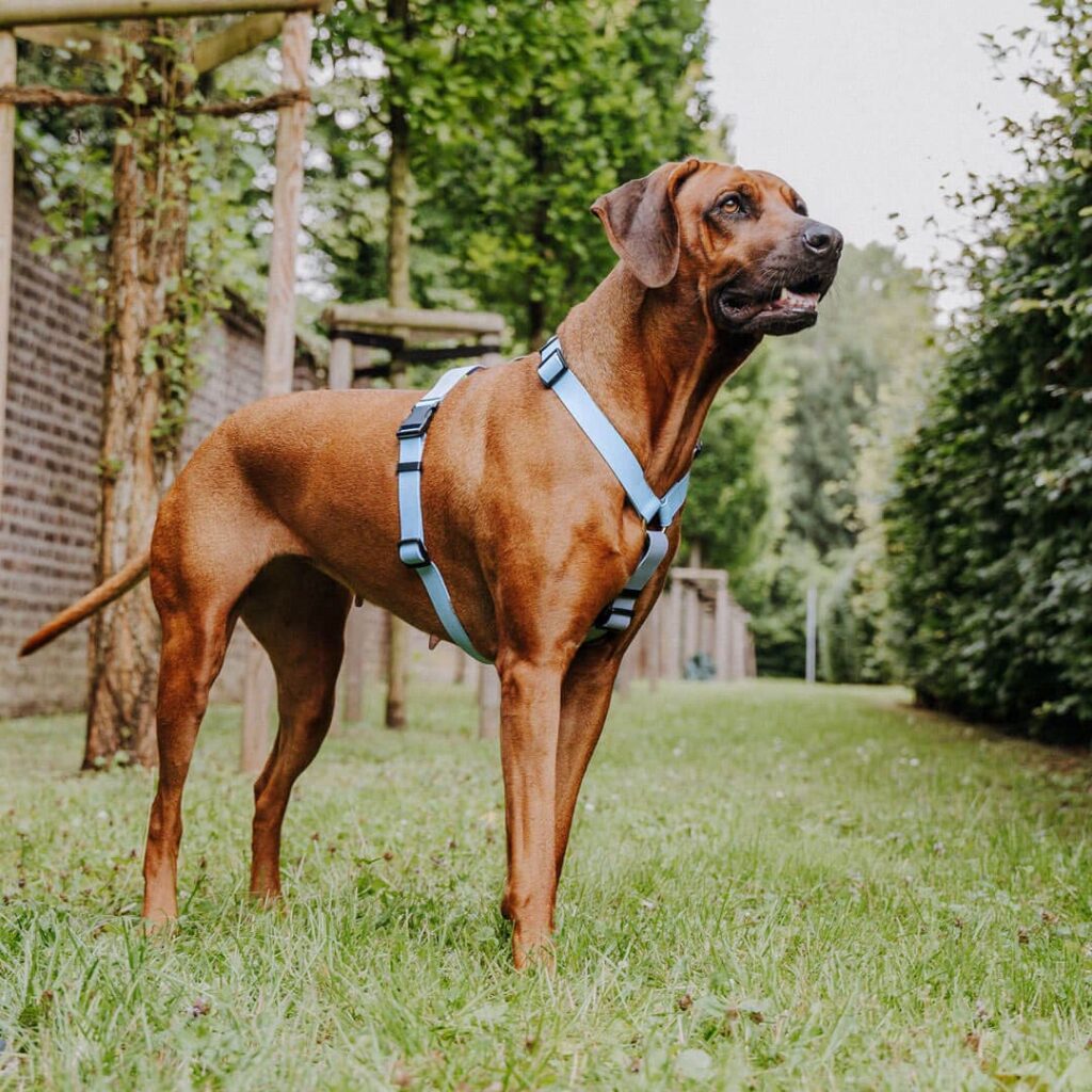 PHOEPET Hundegeschirr Mit Griff & Reflektierenden Streifen – Verstellbar, 2 Metallringe (vorn/hinten), Für Große Hunde XL, Grau